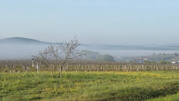 Un vignoble avec des rangées de vignes et un ciel dégagé.