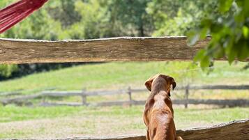 Un chien est assis sur une surface en bois, avec un hamac et un panier suspendu en arrière-plan.