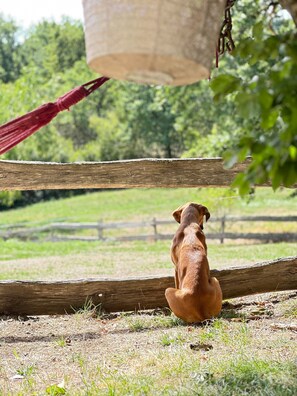 A dog sitting on a wooden surface with a hammock and a hanging basket in the background.