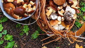 Uma cesta de vime cheia de cogumelos e uma tigela de plástico com mais cogumelos.