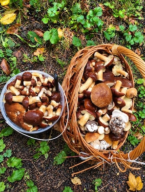 Un panier en osier rempli de champignons et un bol en plastique contenant d’autres champignons.
