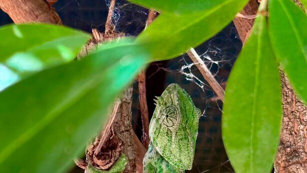 Un lézard vert sur une branche d’arbre.