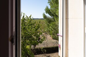 A view through an open door of a vineyard with rows of grapevines and a clear sky.