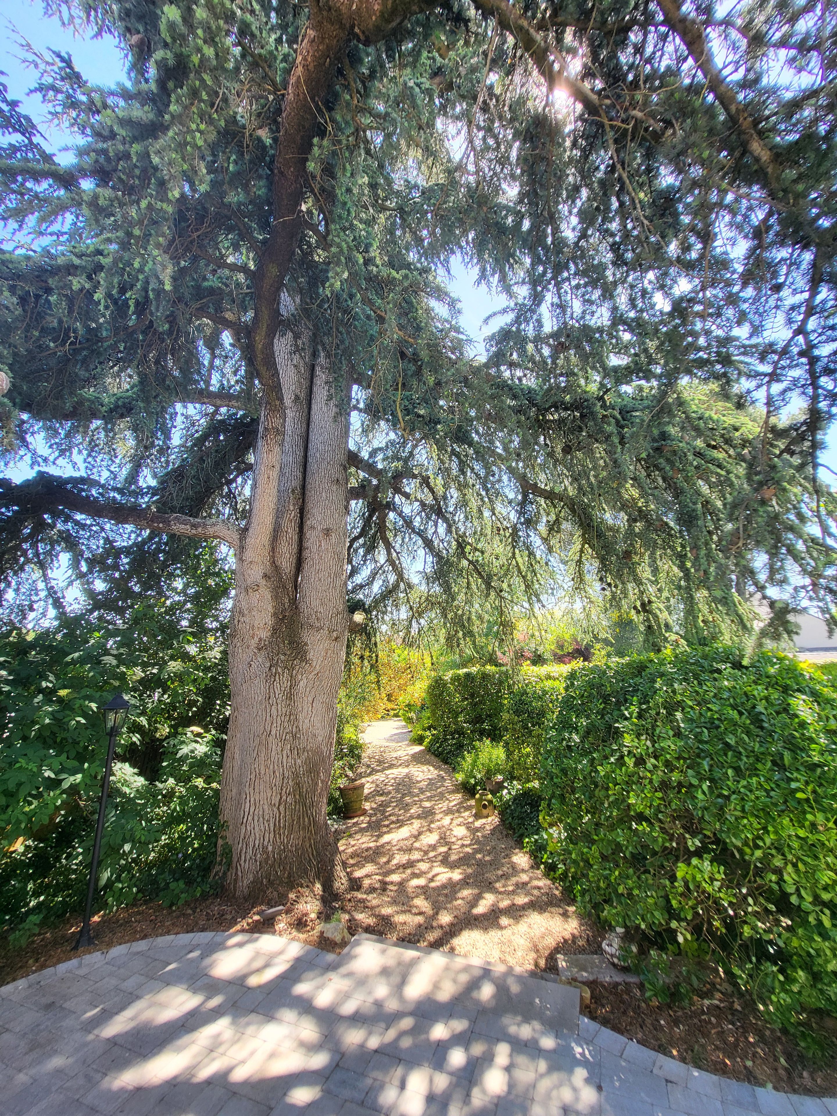 Un chemin pavé, bordé d’une végétation luxuriante et d’arbres.