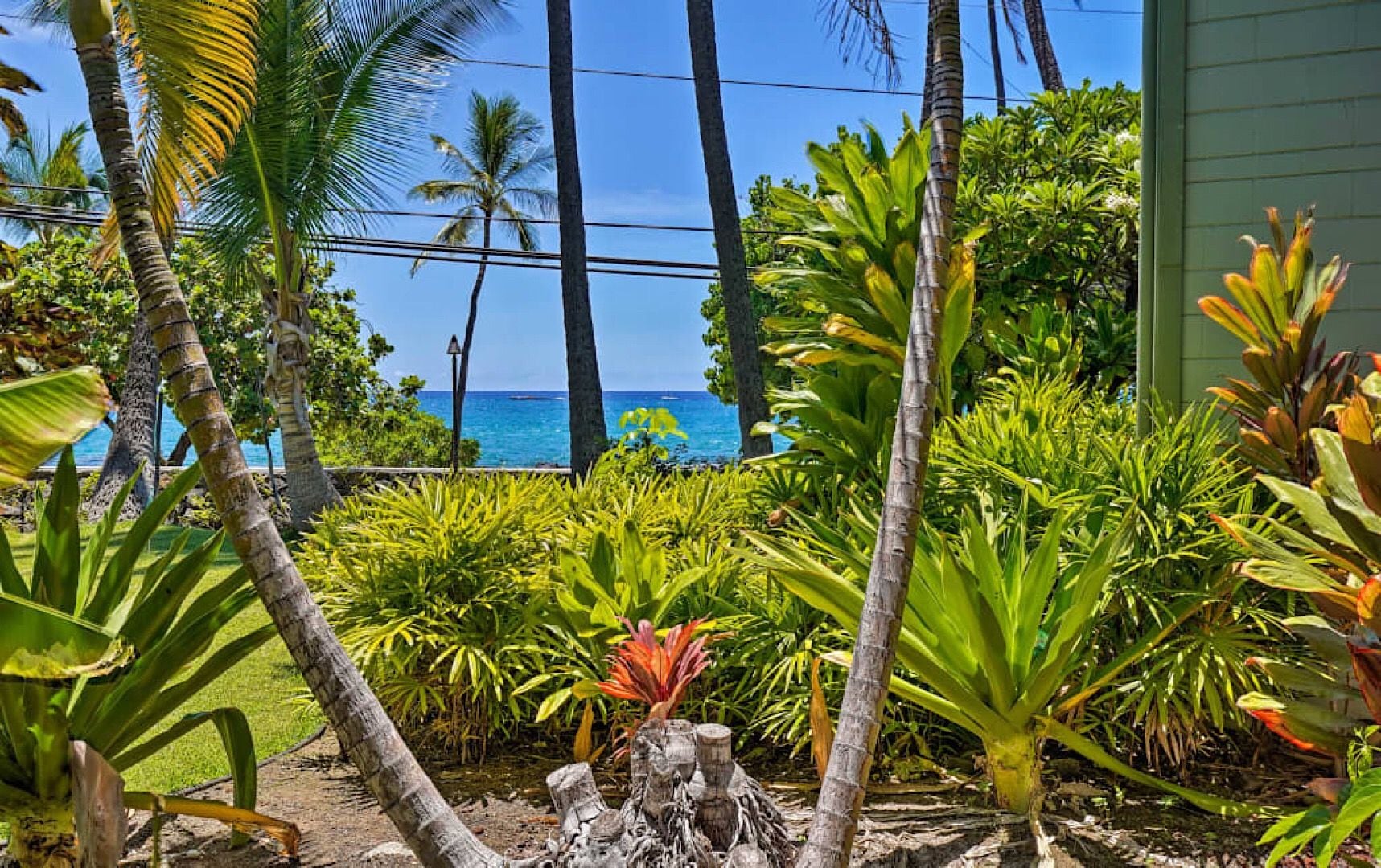 A tropical garden with palm trees and a view of the ocean.