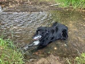 A black dog wading in a shallow stream surrounded by grass.