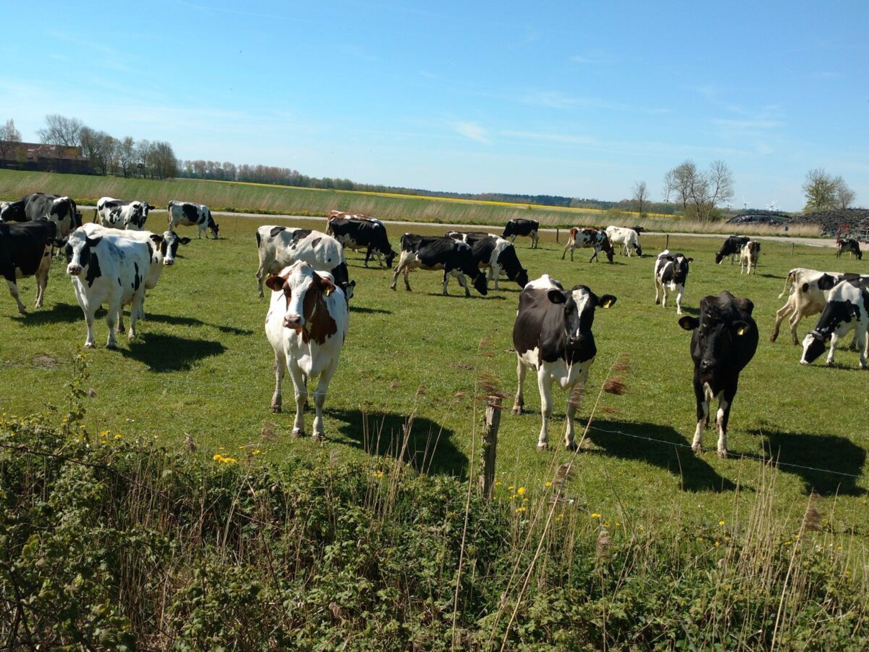 Un campo con varias vacas pastando.