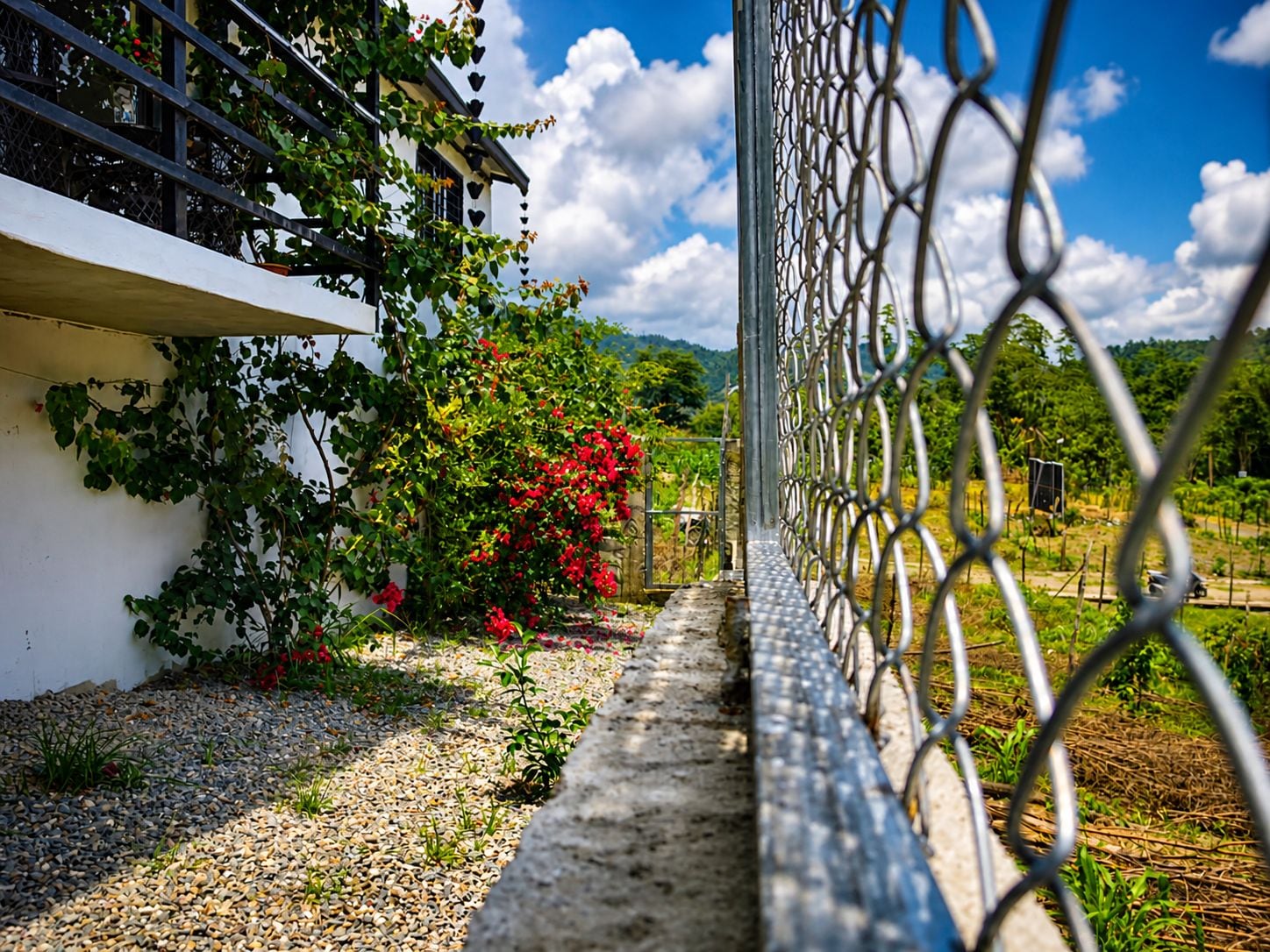 Un sendero en un jardín con valla de metal, follaje y cielo despejado.