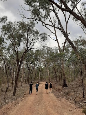 A dirt path flanked by trees in a forested area.