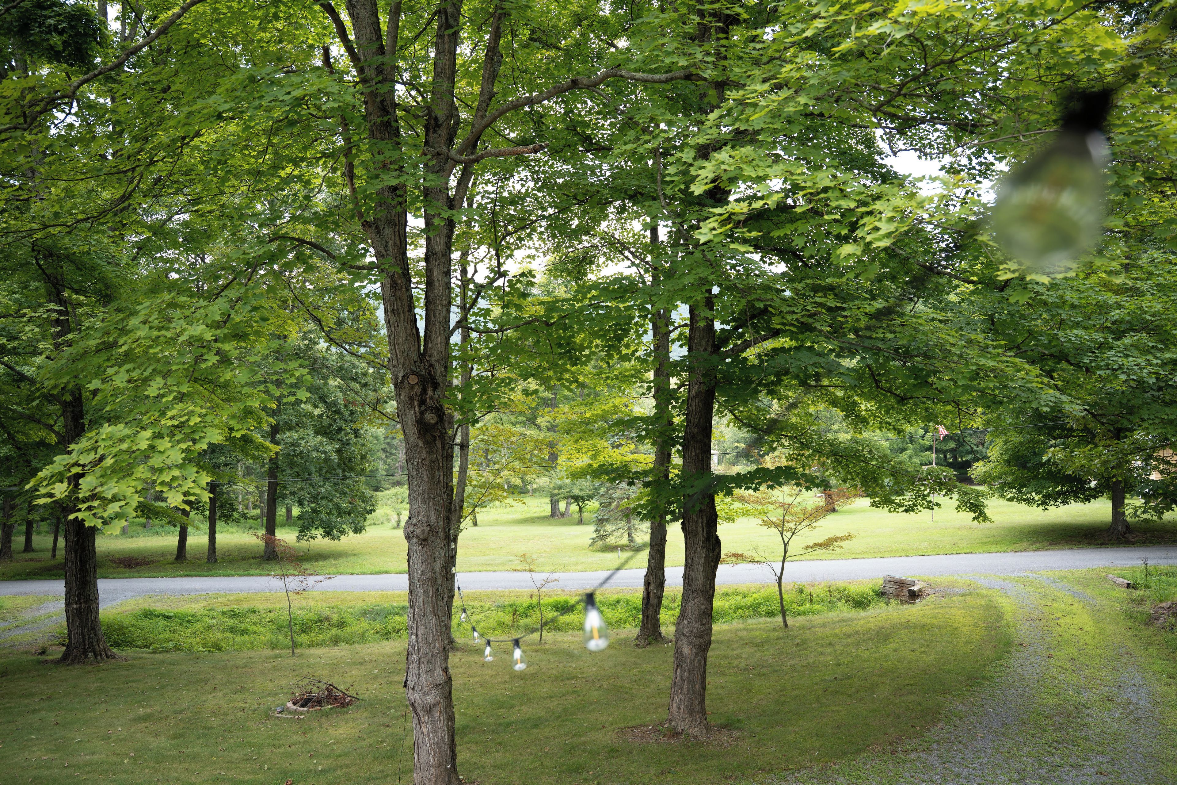 Un parc avec des arbres, de l’herbe et une route.