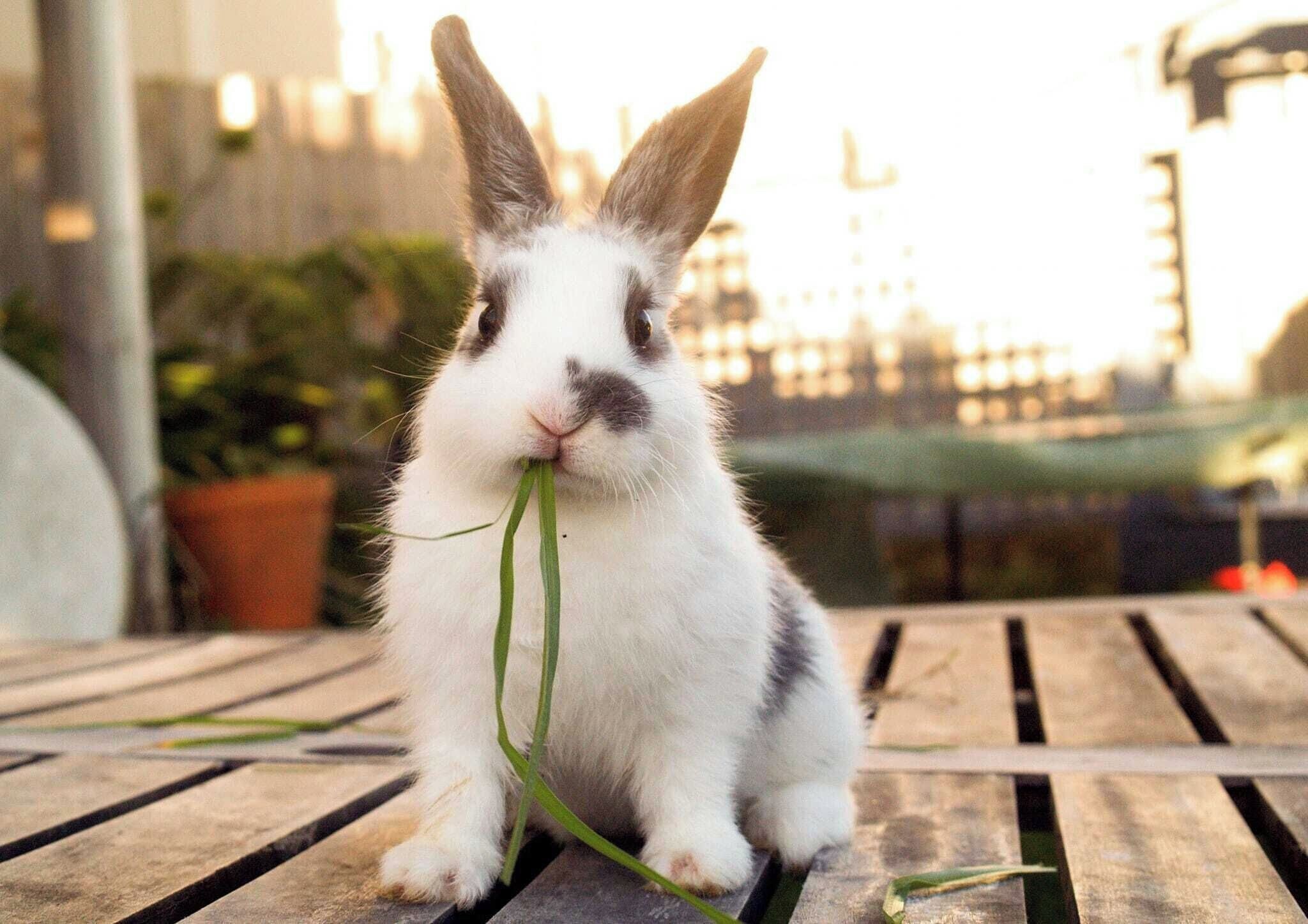 A rabbit sitting on a wooden surface with a green plant.