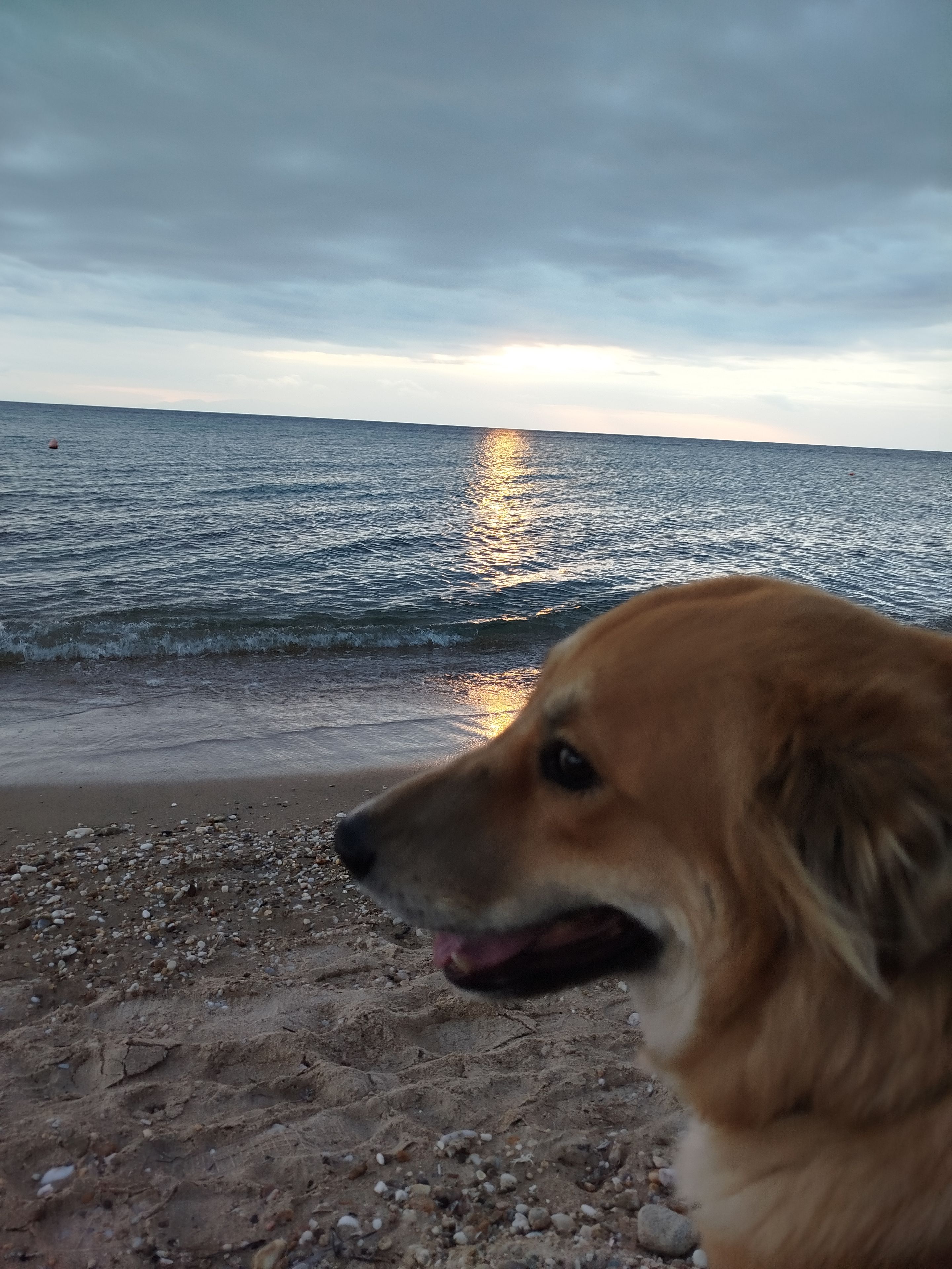 Un chien sur une plage, avec l’océan et un ciel nuageux en arrière-plan.