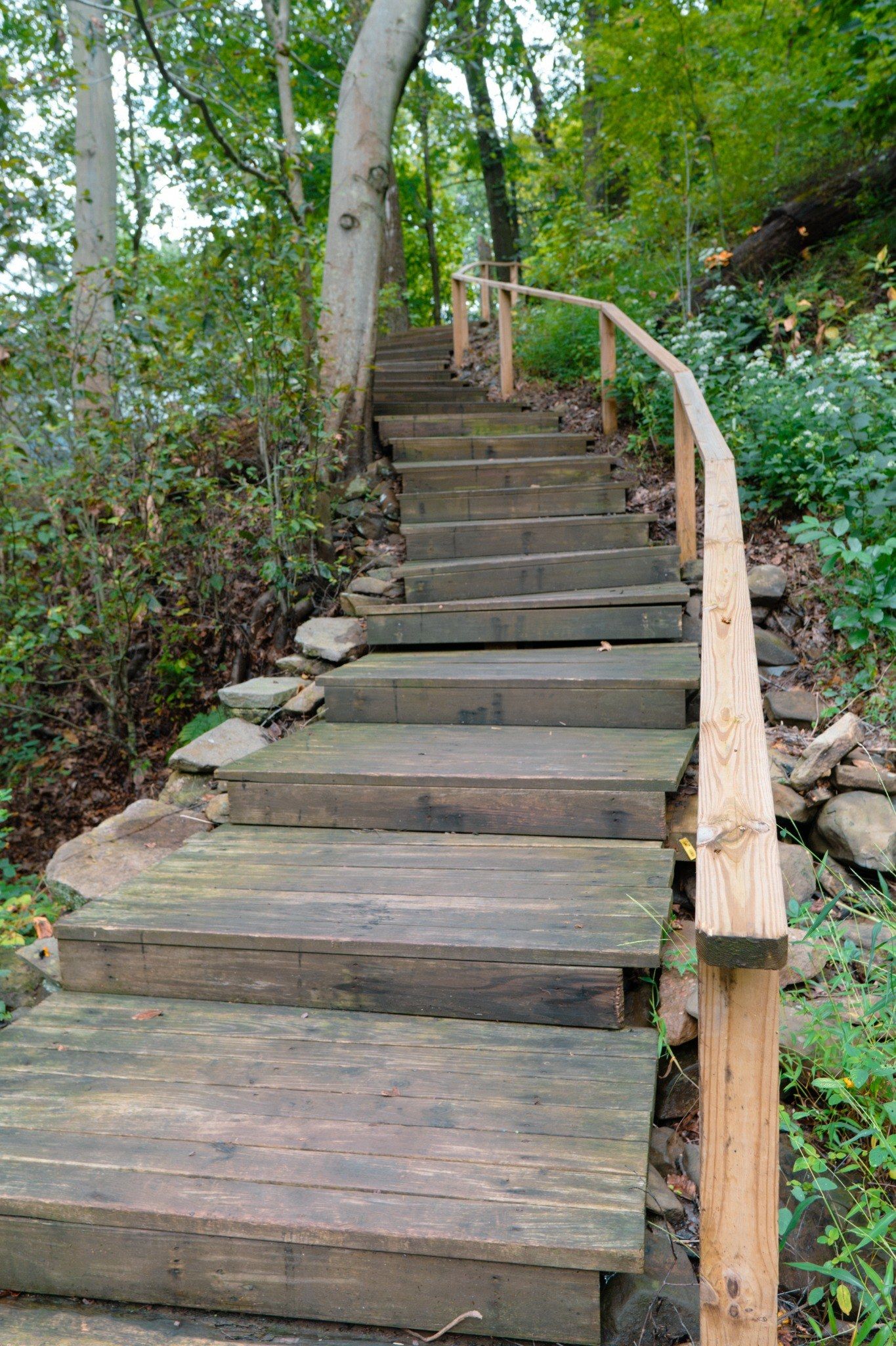 A wooden staircase in a wooded area.