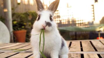 A rabbit sitting on a wooden surface with a green plant.