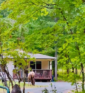 Eine Hütte mit Veranda, umgeben von Bäumen.