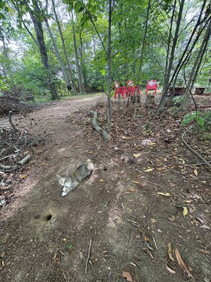 A forested area with a path, a cat, and red chairs.
