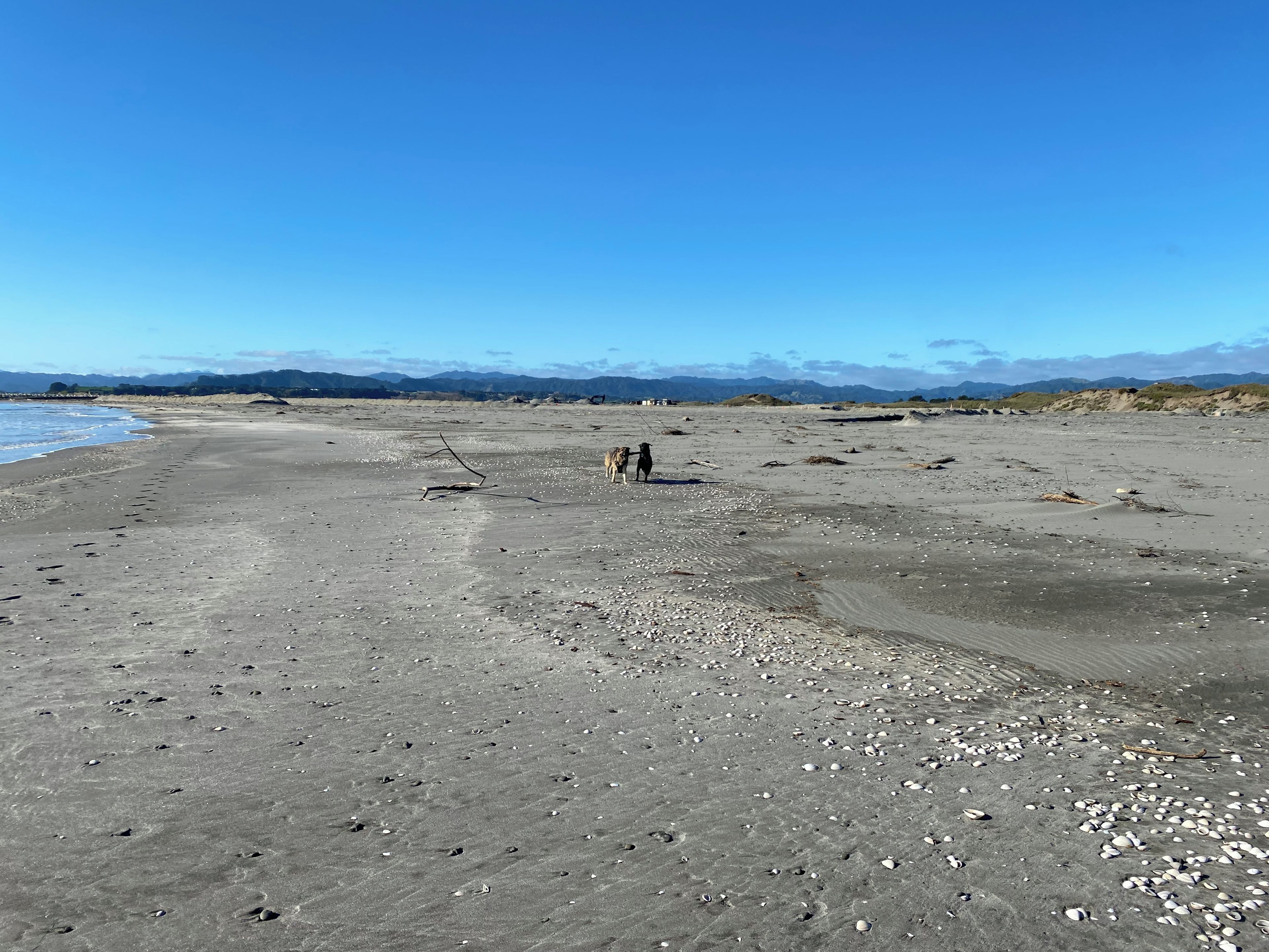 Une plage avec un chien, des galets et des montagnes lointaines.