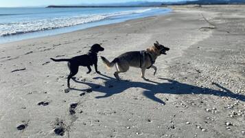 Two dogs on a sandy beach with footprints and shells, and a calm sea in the background.