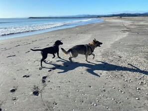 Two dogs on a sandy beach with footprints and shells, and a calm sea in the background.