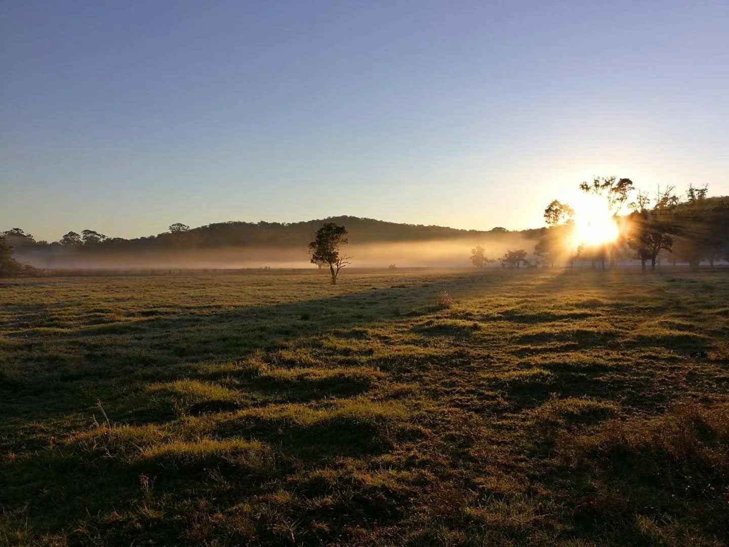A flat landscape with a single tree in the foreground and a hill with trees in the background.
