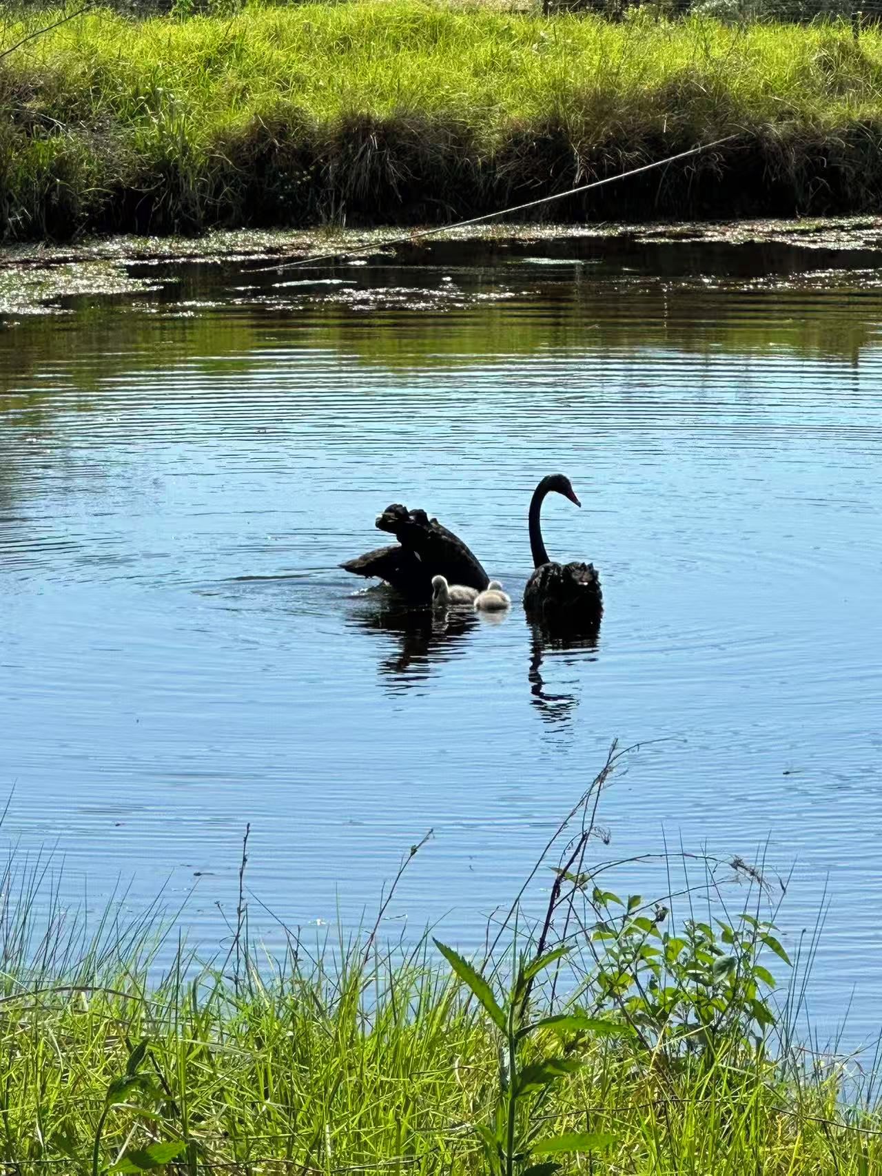 A calm water body with two black birds, likely swans, and some greenery in the foreground.