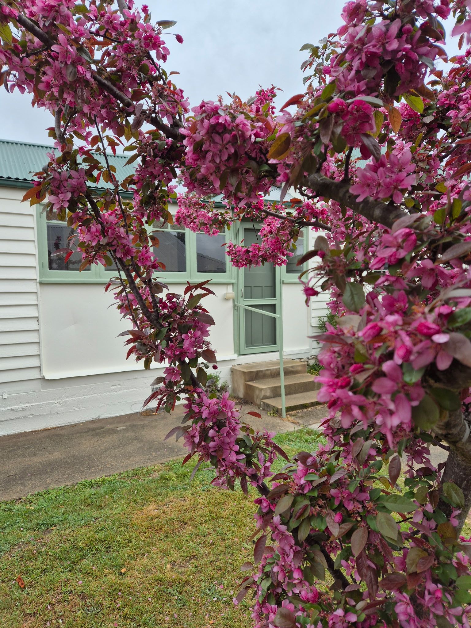 A house with a porch and a tree with pink flowers in front.