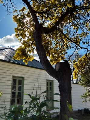 A building with a large tree in front, a clear sky, and a metal roof.