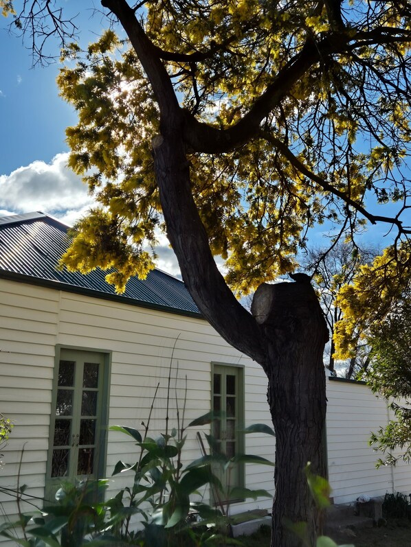 A building with a large tree in front, a clear sky, and a metal roof.