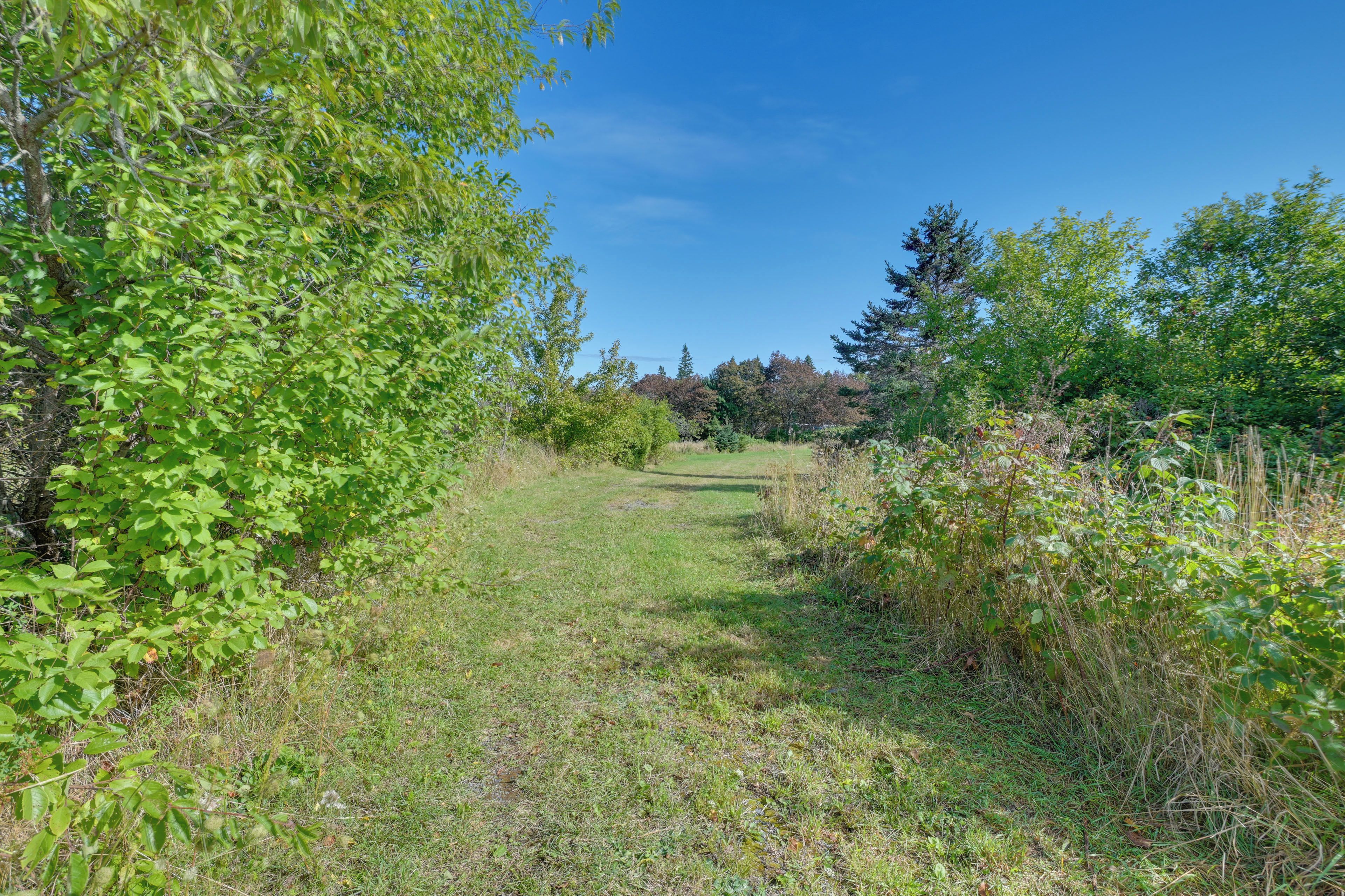 A natural landscape with a grassy path leading through dense foliage.