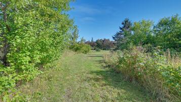 A natural landscape with a grassy path leading through dense foliage.