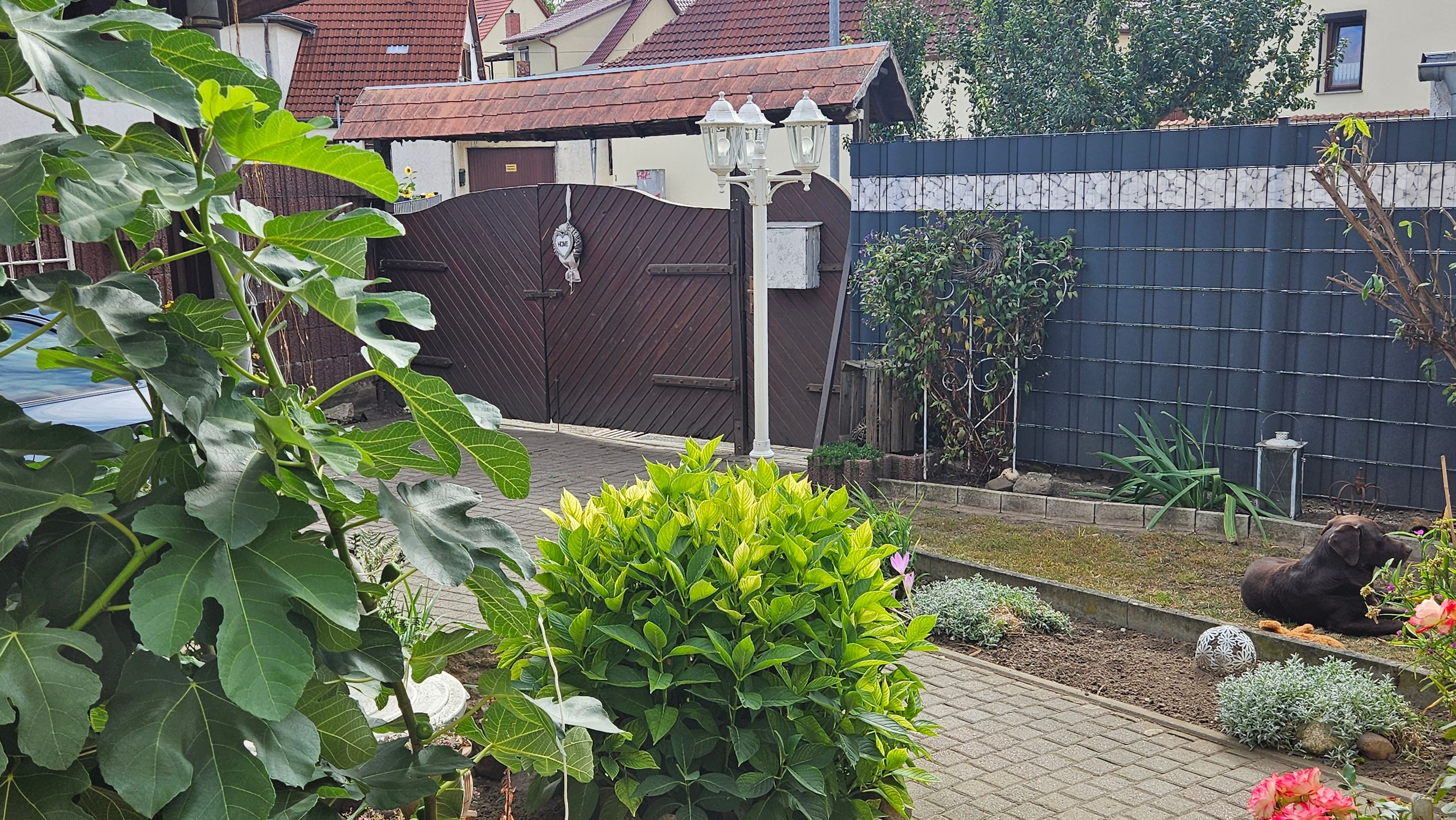 Ein Garten mit verschiedenen Pflanzen, einem Hund und einem Zierzaun.