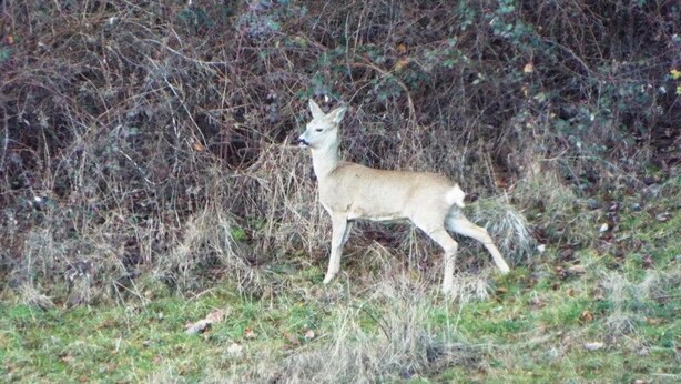 Un ciervo en un entorno natural con abundante matorral y hierba.