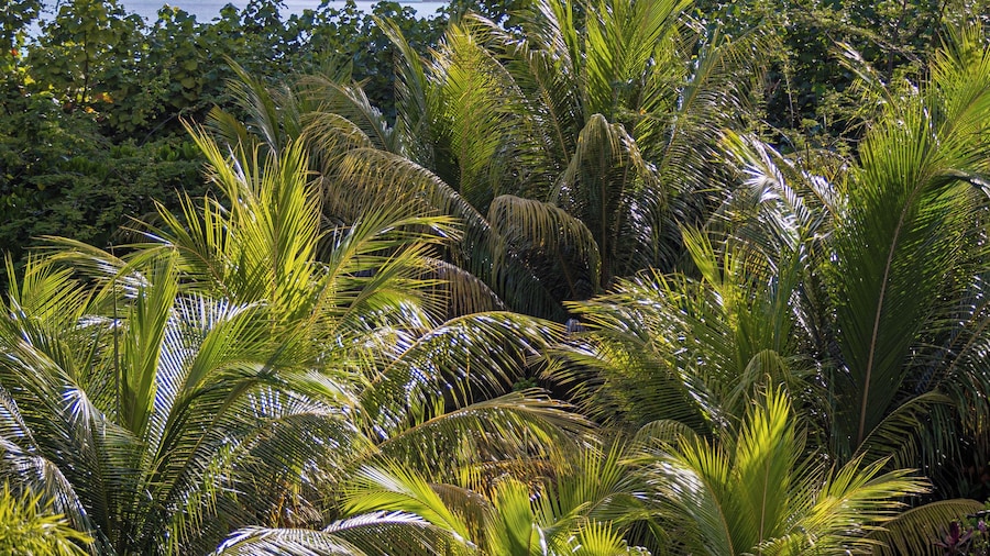 La Cigale Estate