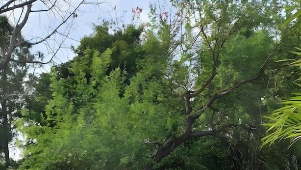 Un espacio de estar al aire libre con una mesa y sillas blancas, rodeado de macetas con plantas y árboles.