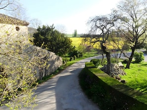 A narrow rural road flanked by stone walls and greenery, leading to a yellow field.