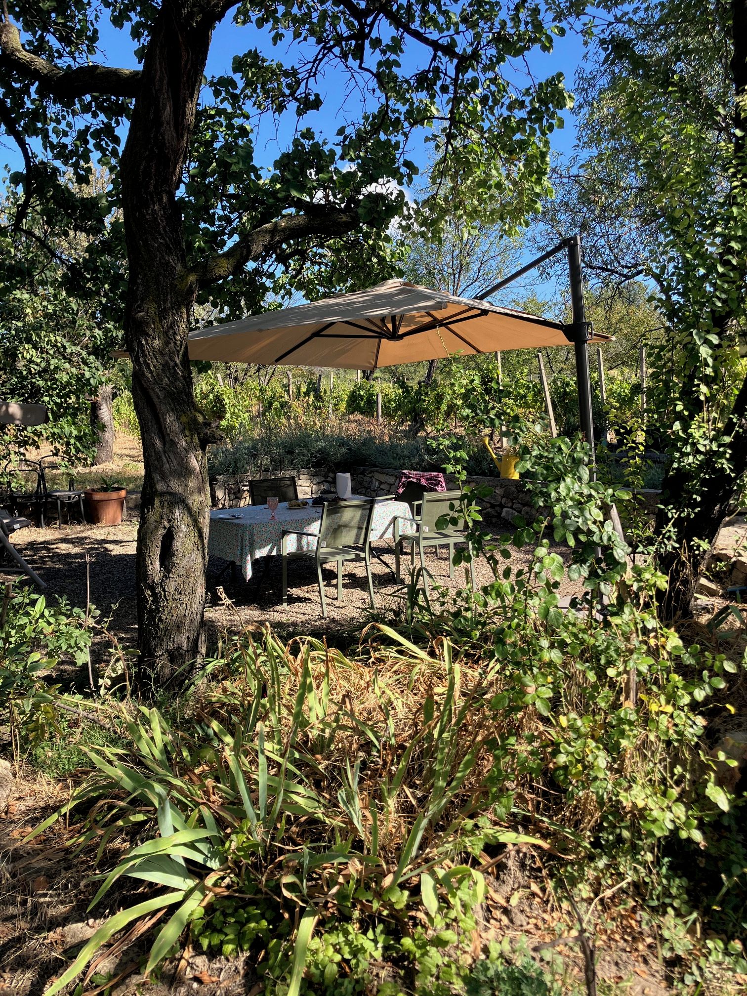 Un área de comedor al aire libre con mesa y sillas bajo un paraguas grande, rodeada de árboles y plantas.