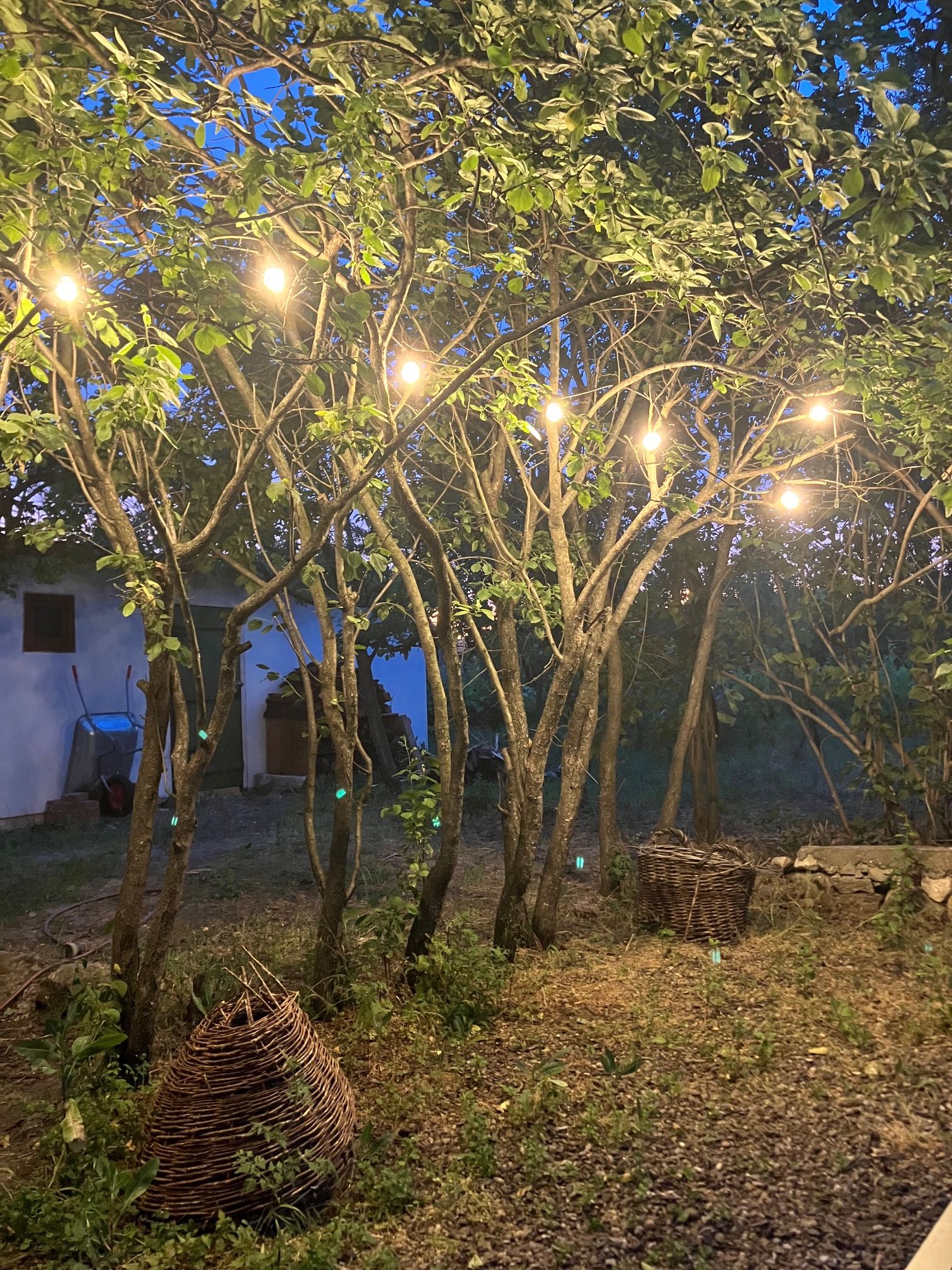 Un jardin avec des arbres et un panier en osier.