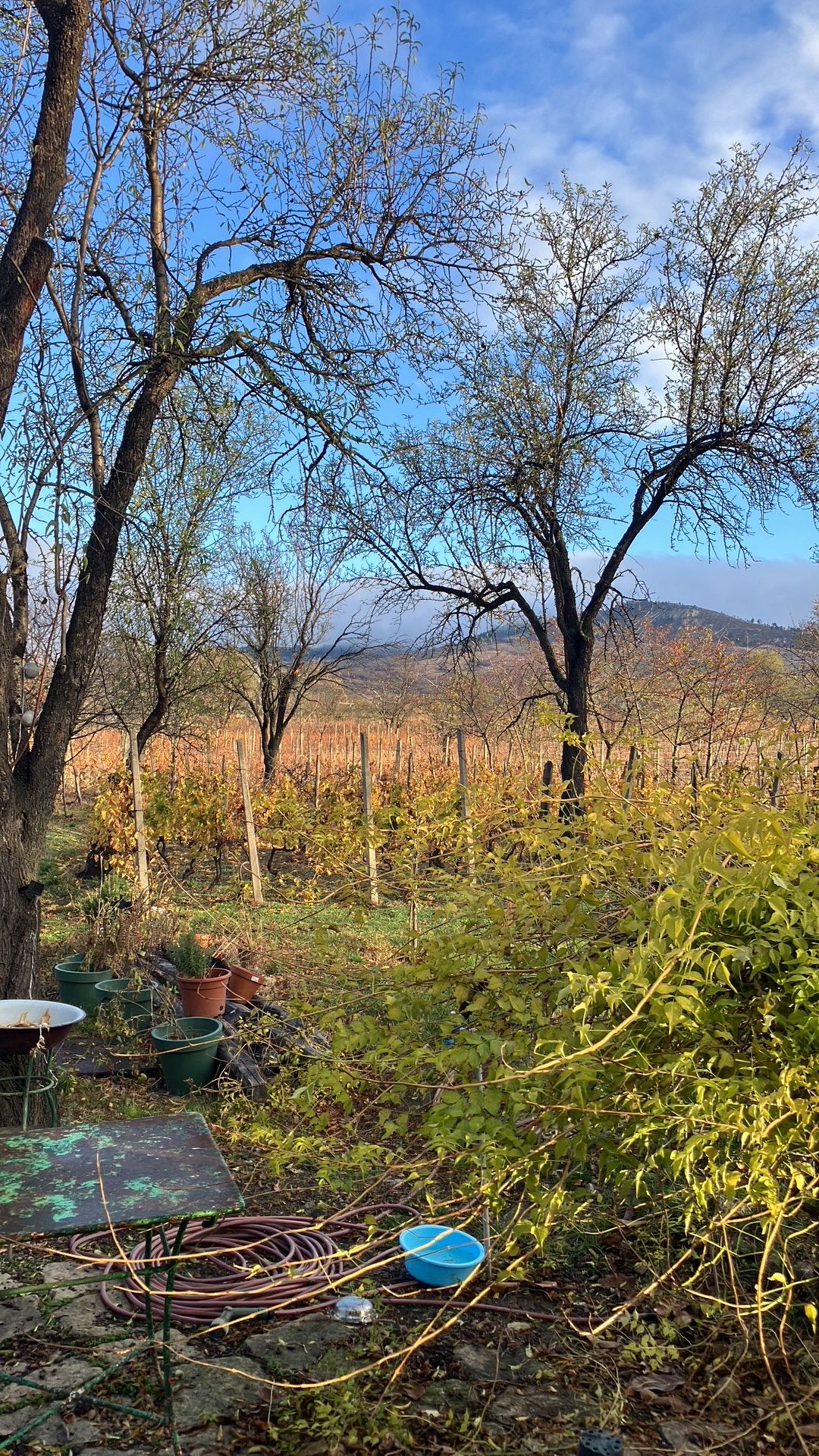 Un vignoble avec des rangées de vignes et des arbres en arrière-plan.