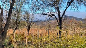 Un vignoble avec des rangées de vignes et des arbres en arrière-plan.