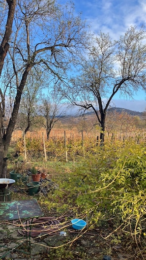 A vineyard with rows of grapevines and trees in the background.