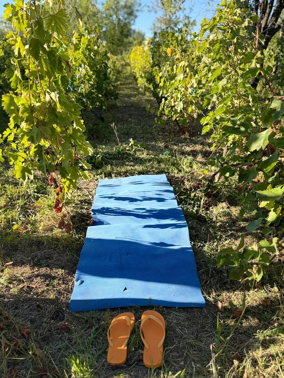A blue mat laid out on a grassy path surrounded by foliage.