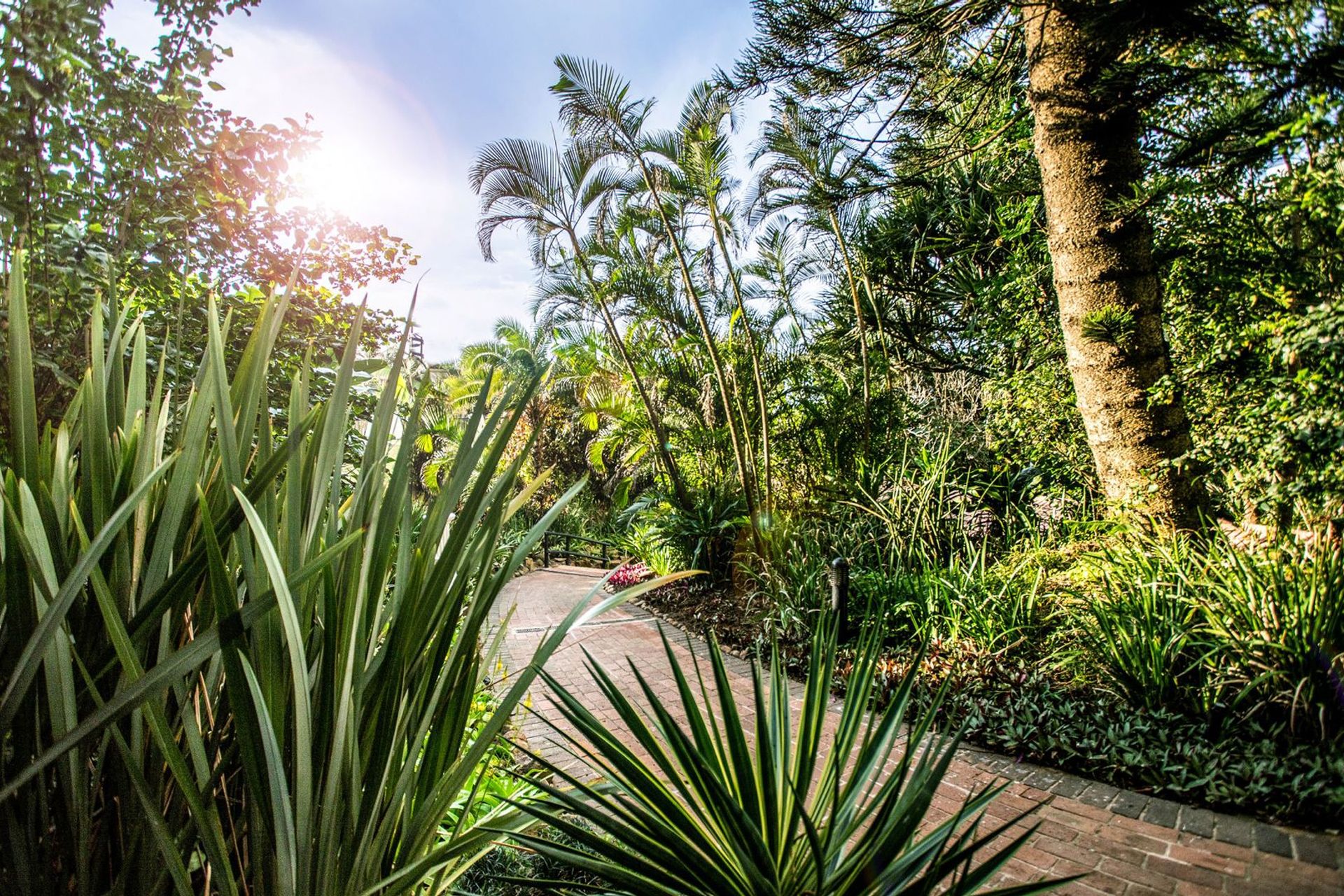 Un sendero en un jardín rodeado de abundante vegetación y árboles.