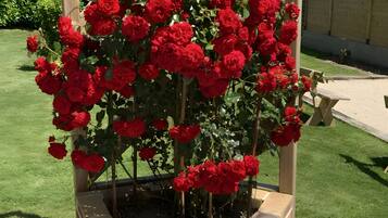 A garden with a wooden pergola supporting a rose bush.