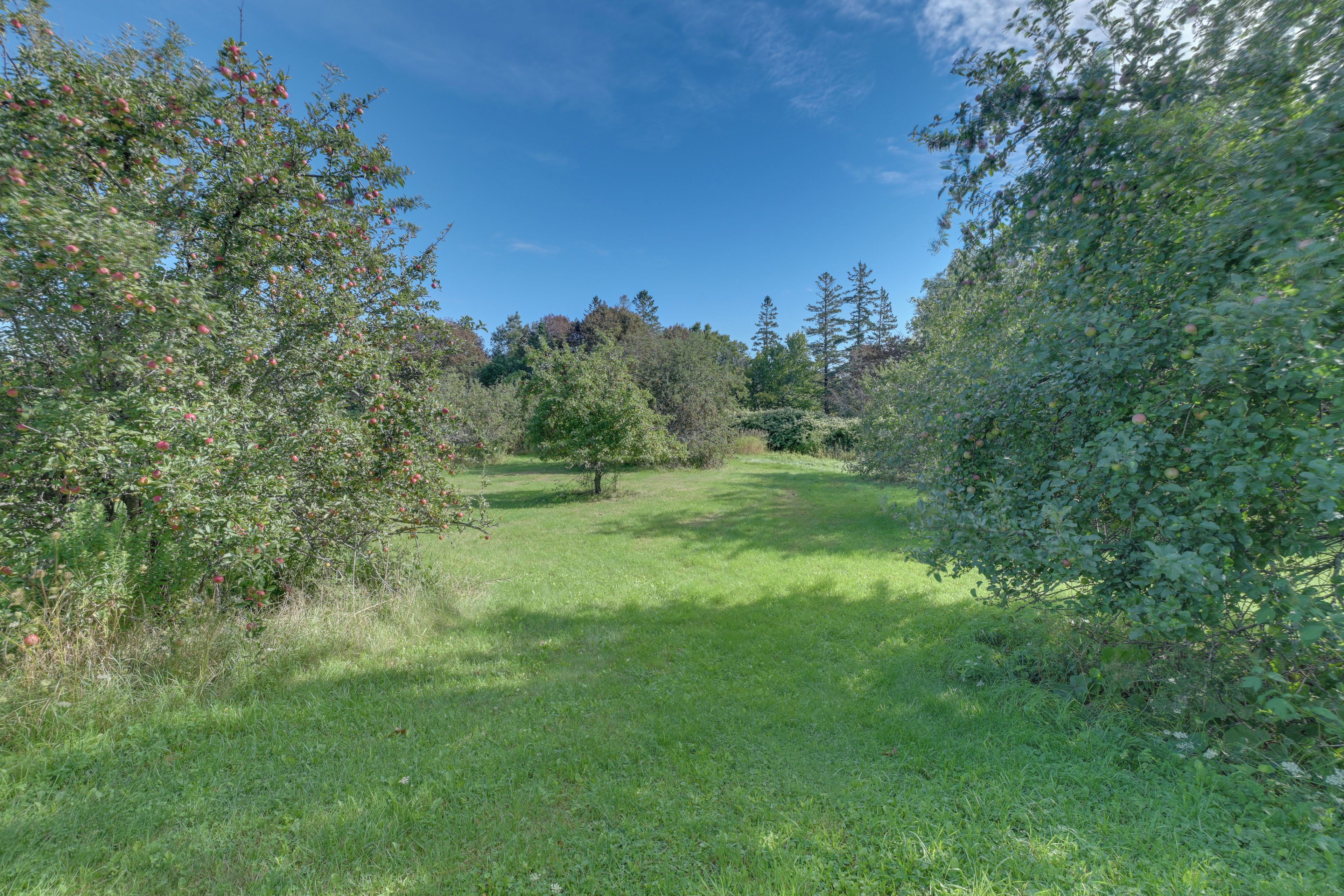 A grassy pathway flanked by dense foliage and trees, leading to a distant tree line.