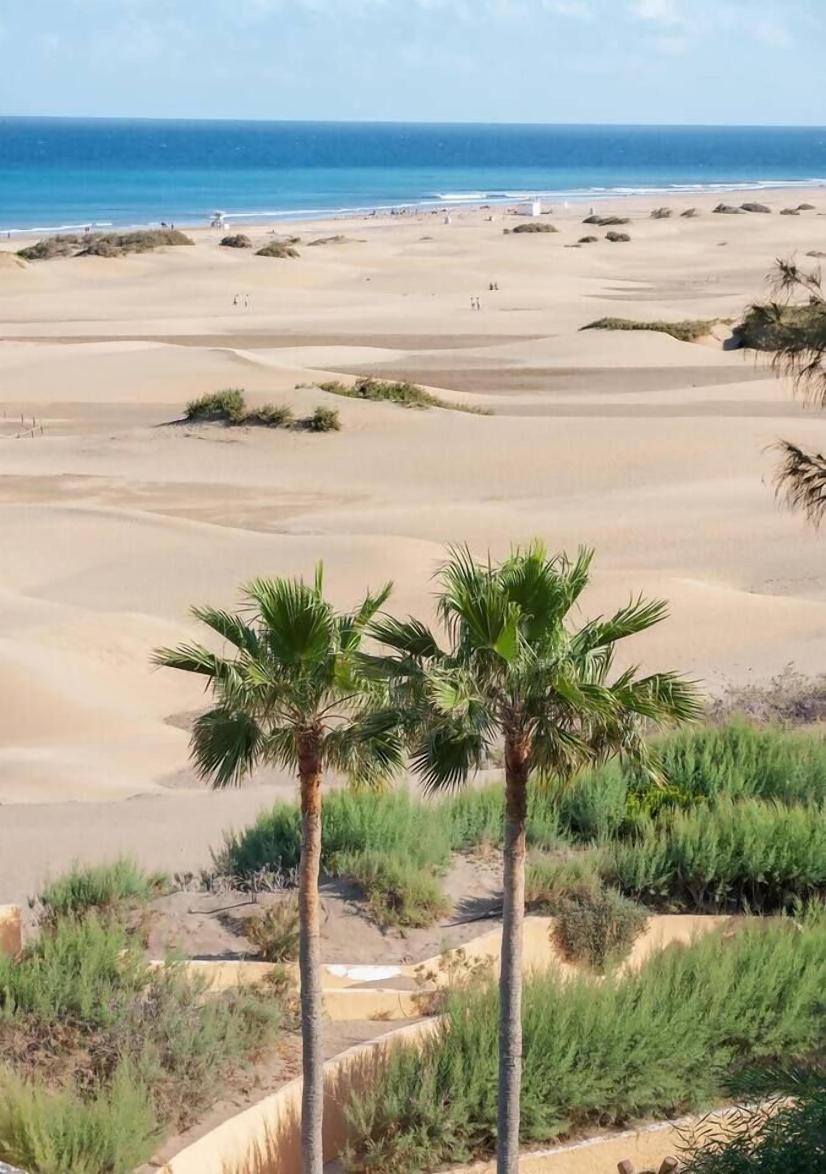 Uma praia com dunas de areia e palmeiras ao primeiro plano.