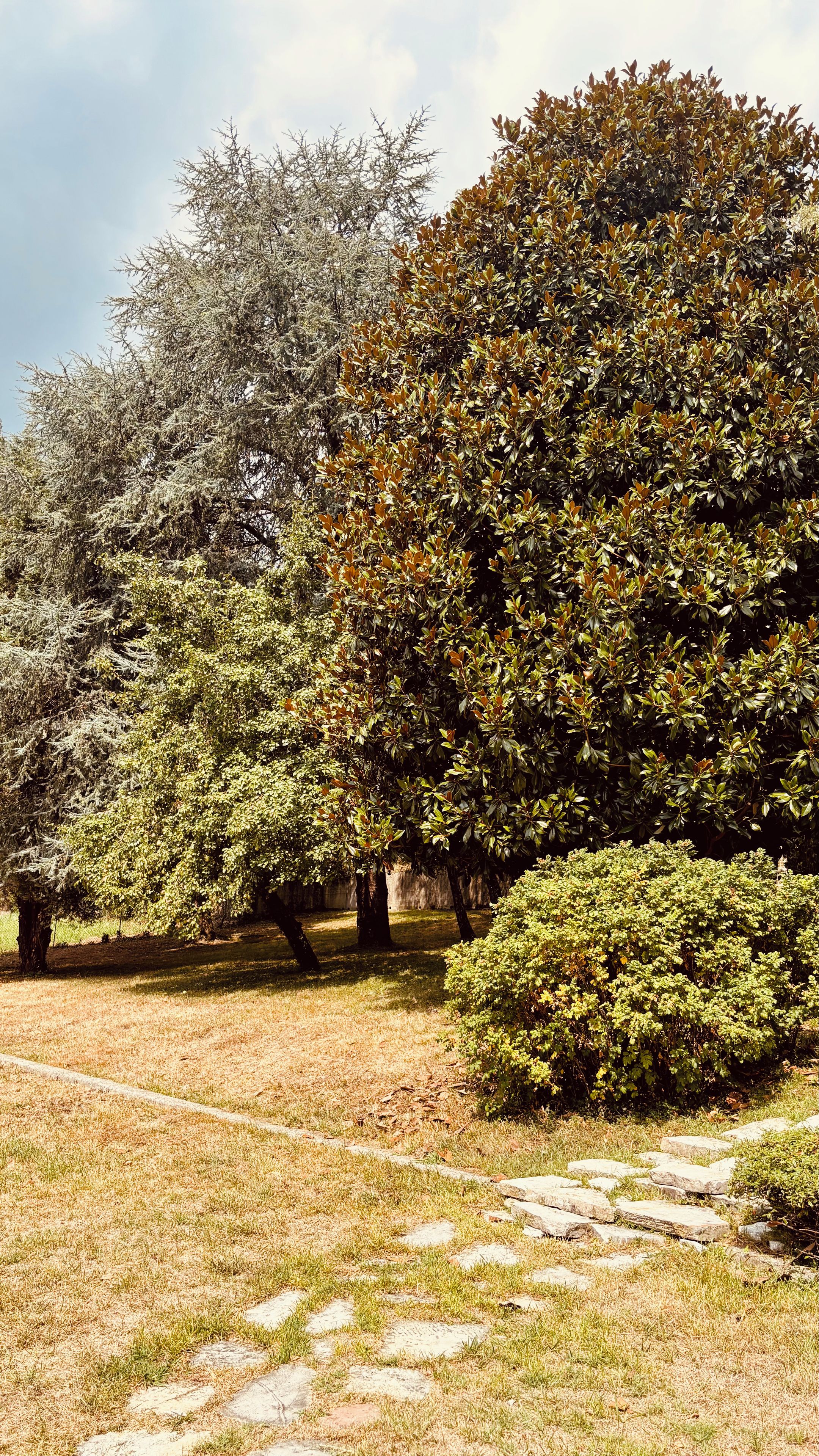 Ein Garten mit verschiedenen Bäumen und einem Kiesweg.