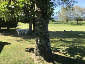 A grassy outdoor area with a table and chairs under a tree, and a few chickens in the distance.