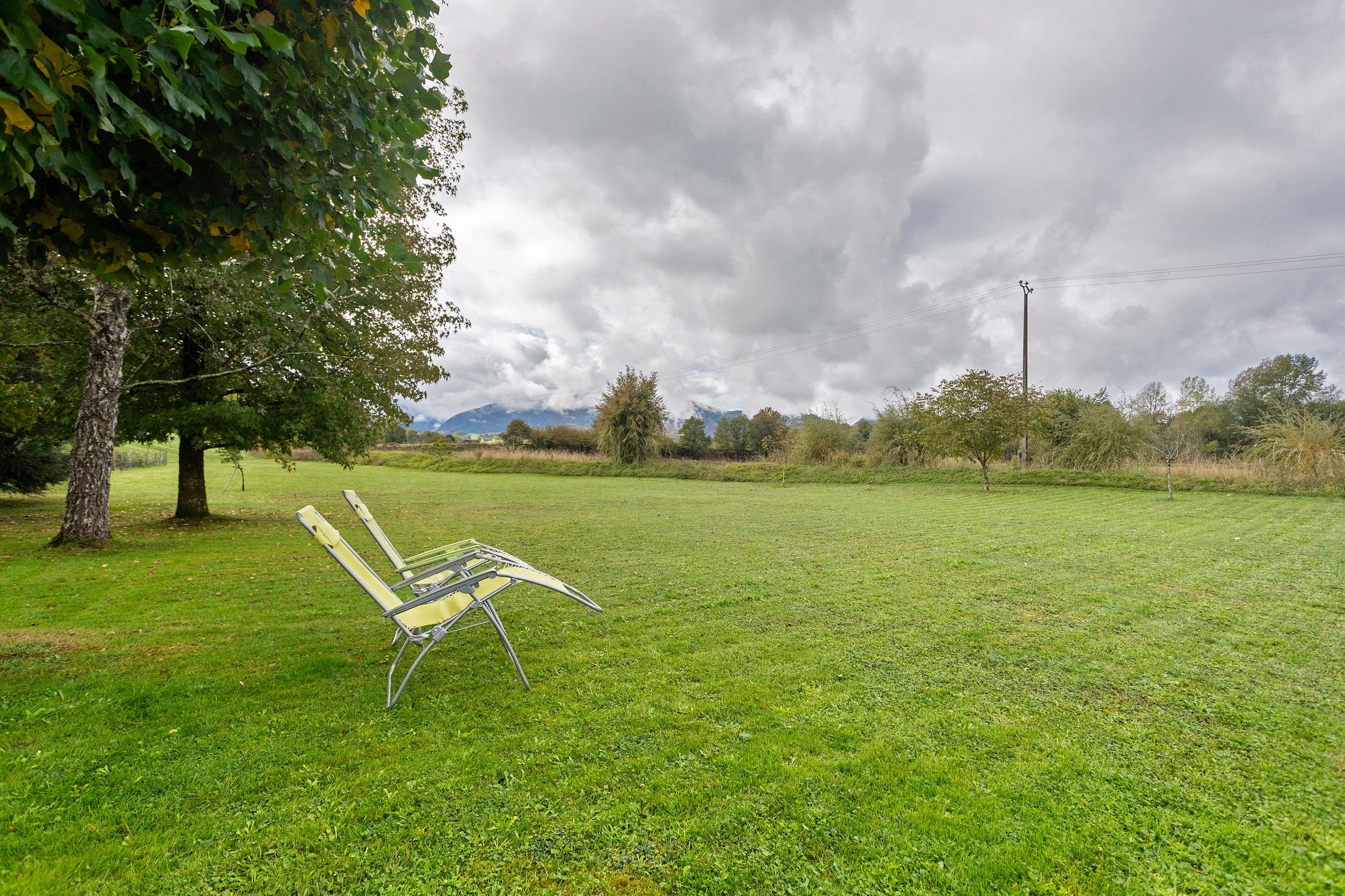 A grassy field with a bench and a tree.
