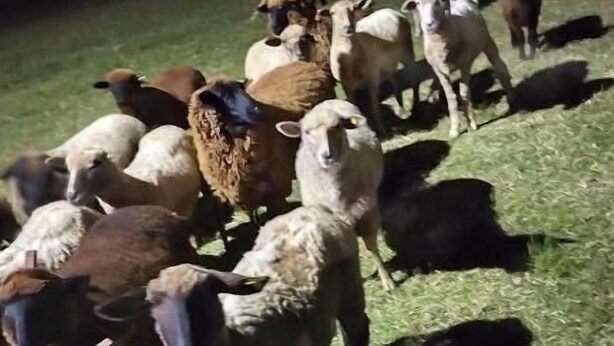 A group of animals gathered in a fenced area.