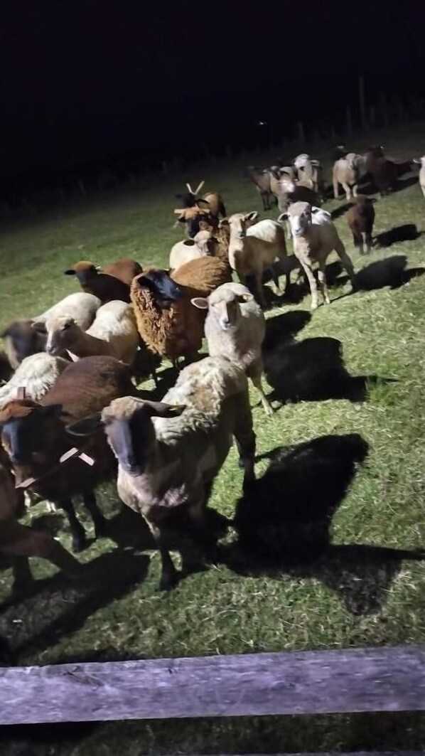 A group of animals gathered in a fenced area.